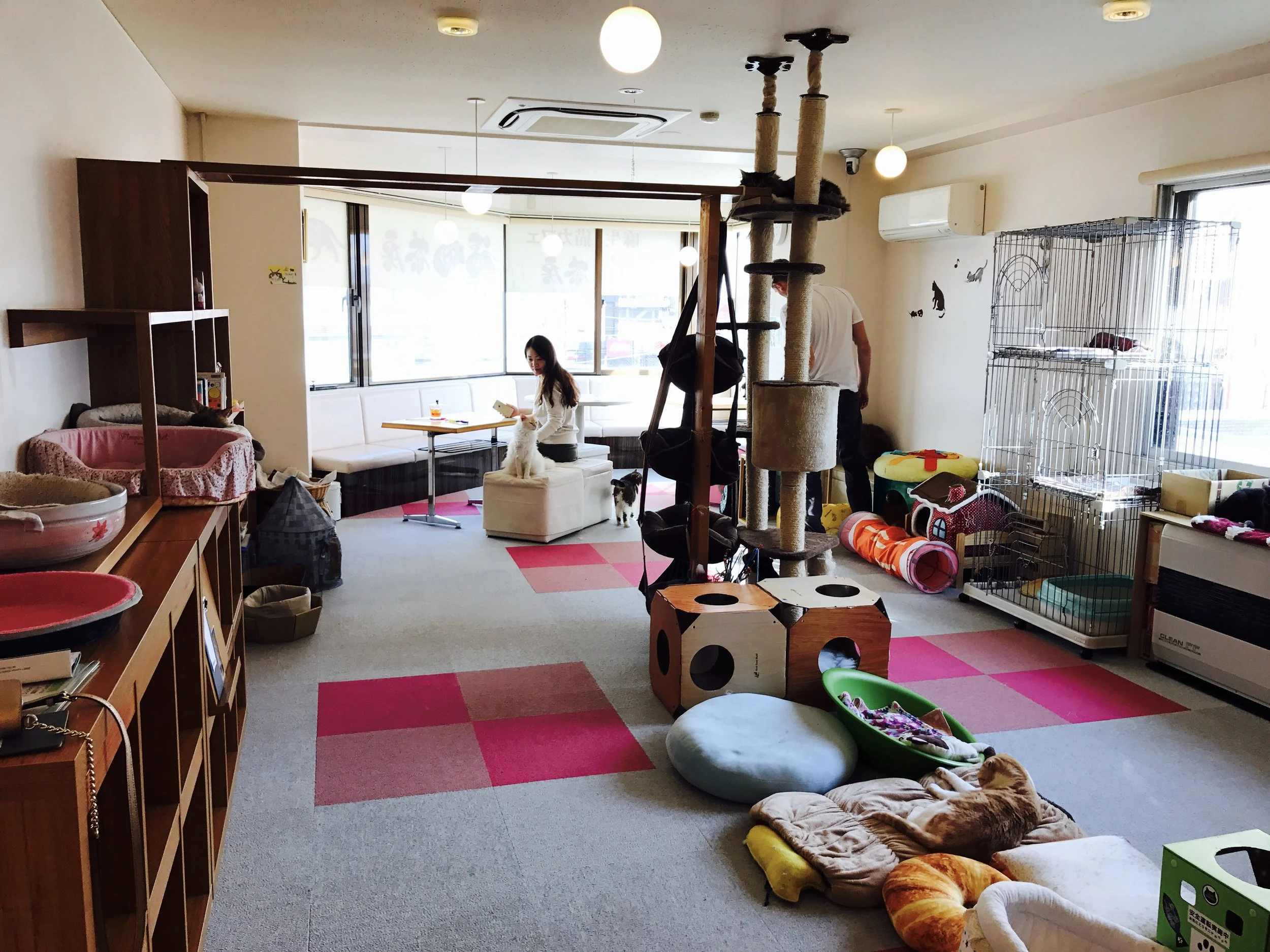 ネコネコcafe  caption.jpg?w=500&h=-1&s=1